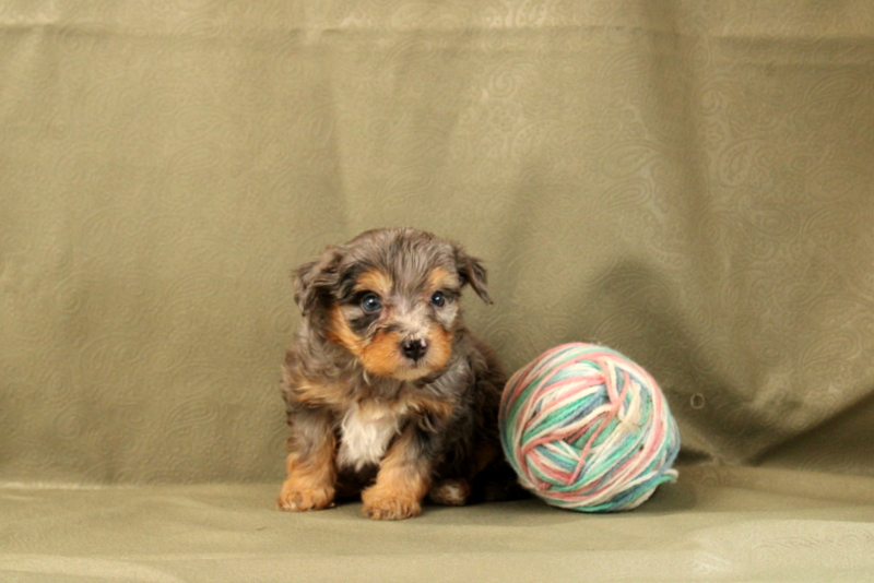 puppy, for, sale, Mini Bernedoodle F2, Matthew B. Stoltzfus, dog, breeder, Gap, PA, dog-breeder, puppy-for-sale, forsale, nearby, find, puppyfind, locator, puppylocator, aca